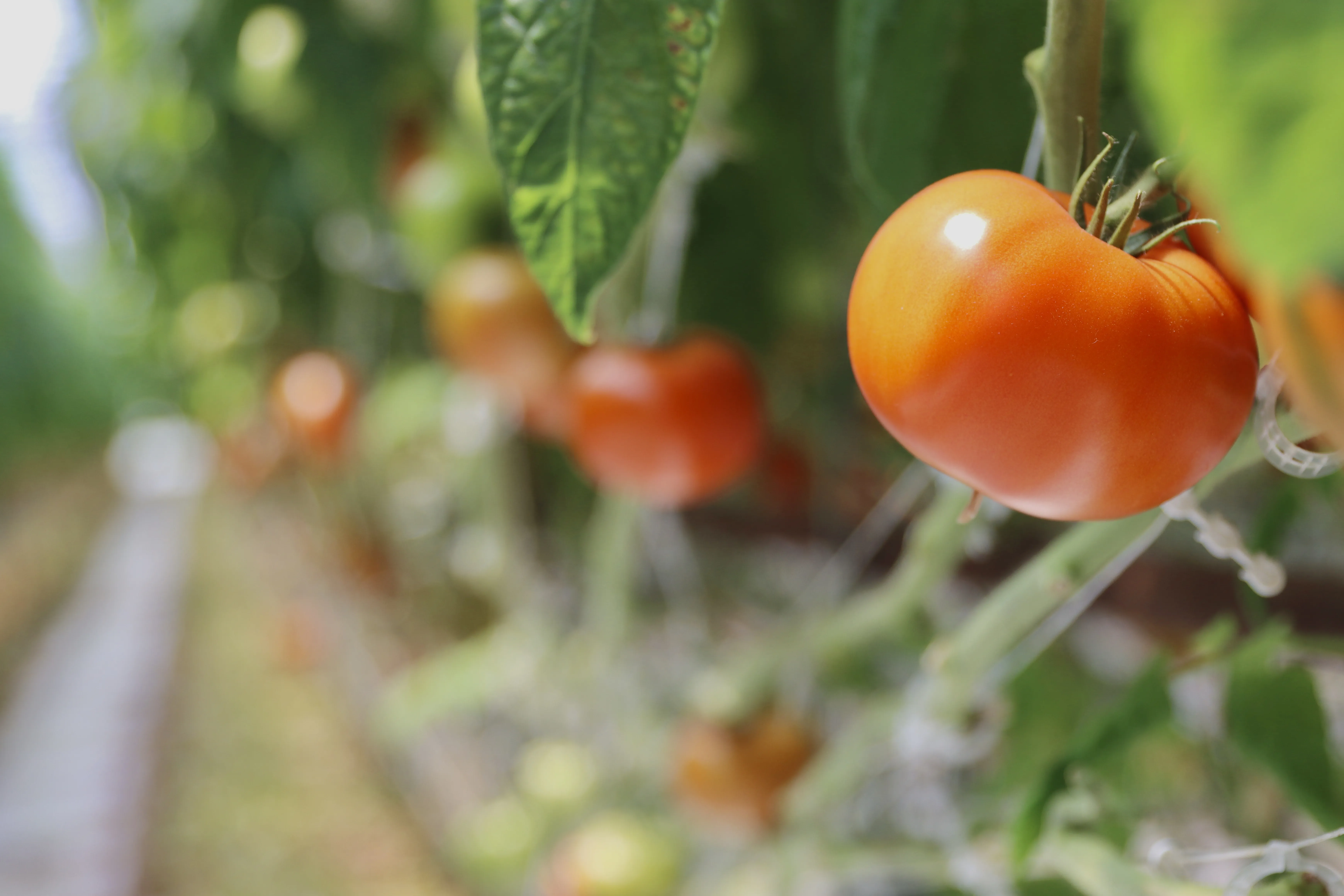 Tomatoes